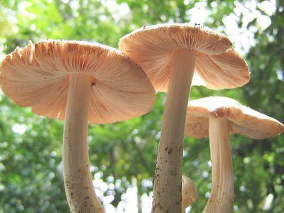 Mushrooms: Earth’s Natural Recyclers