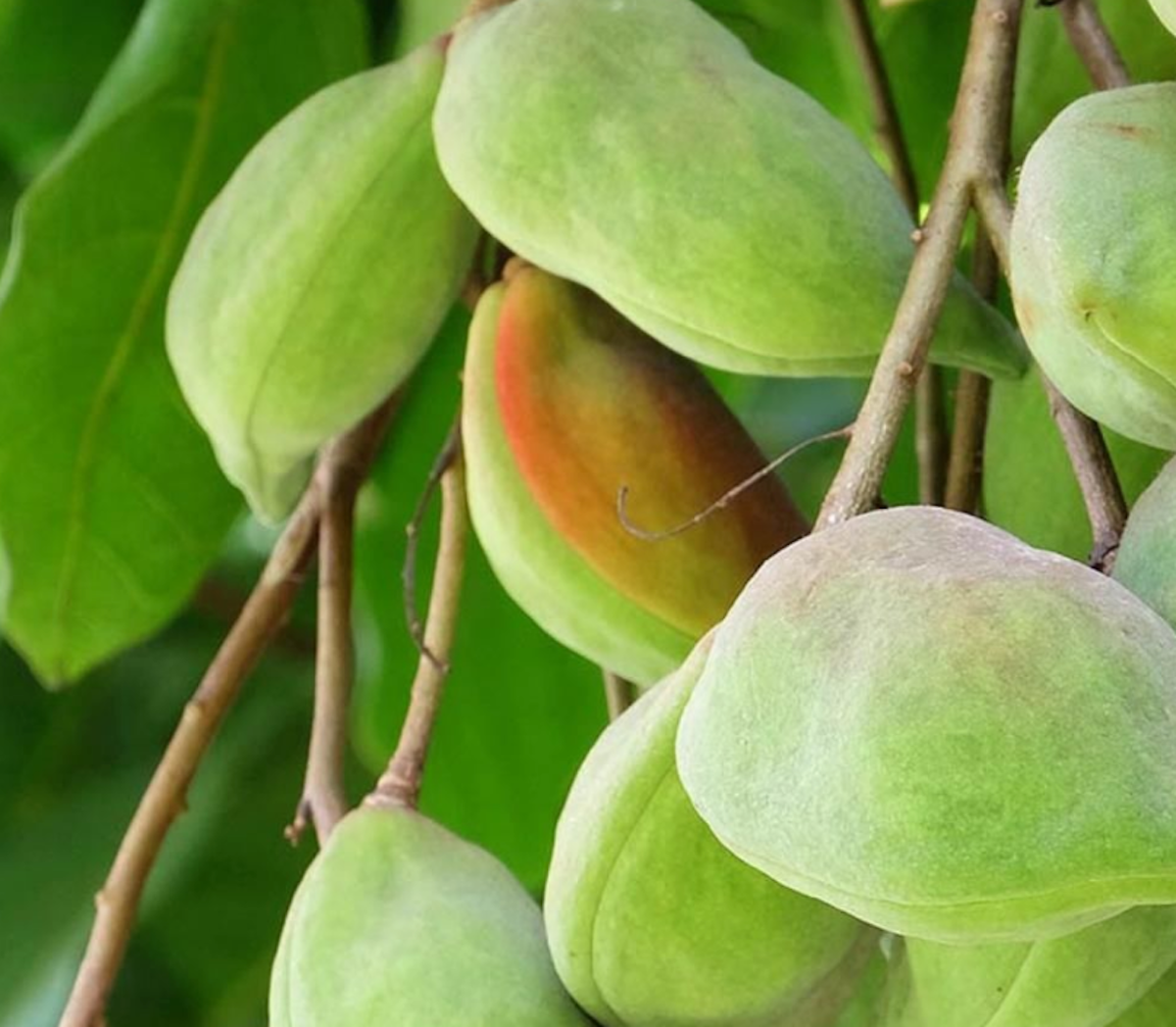 Why Kakadu plum is used in our extracts