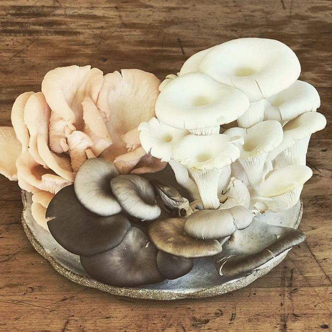 The Importance of Eating Oyster Mushrooms