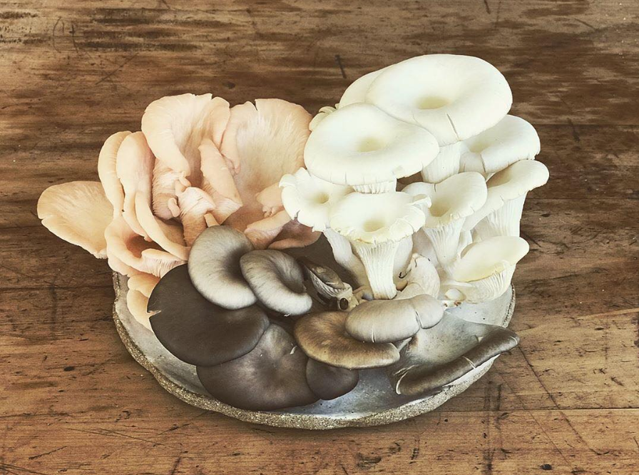 The Importance of Eating Oyster Mushrooms