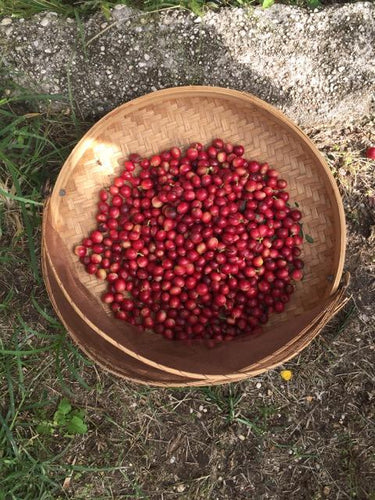 The Journey of Coffee