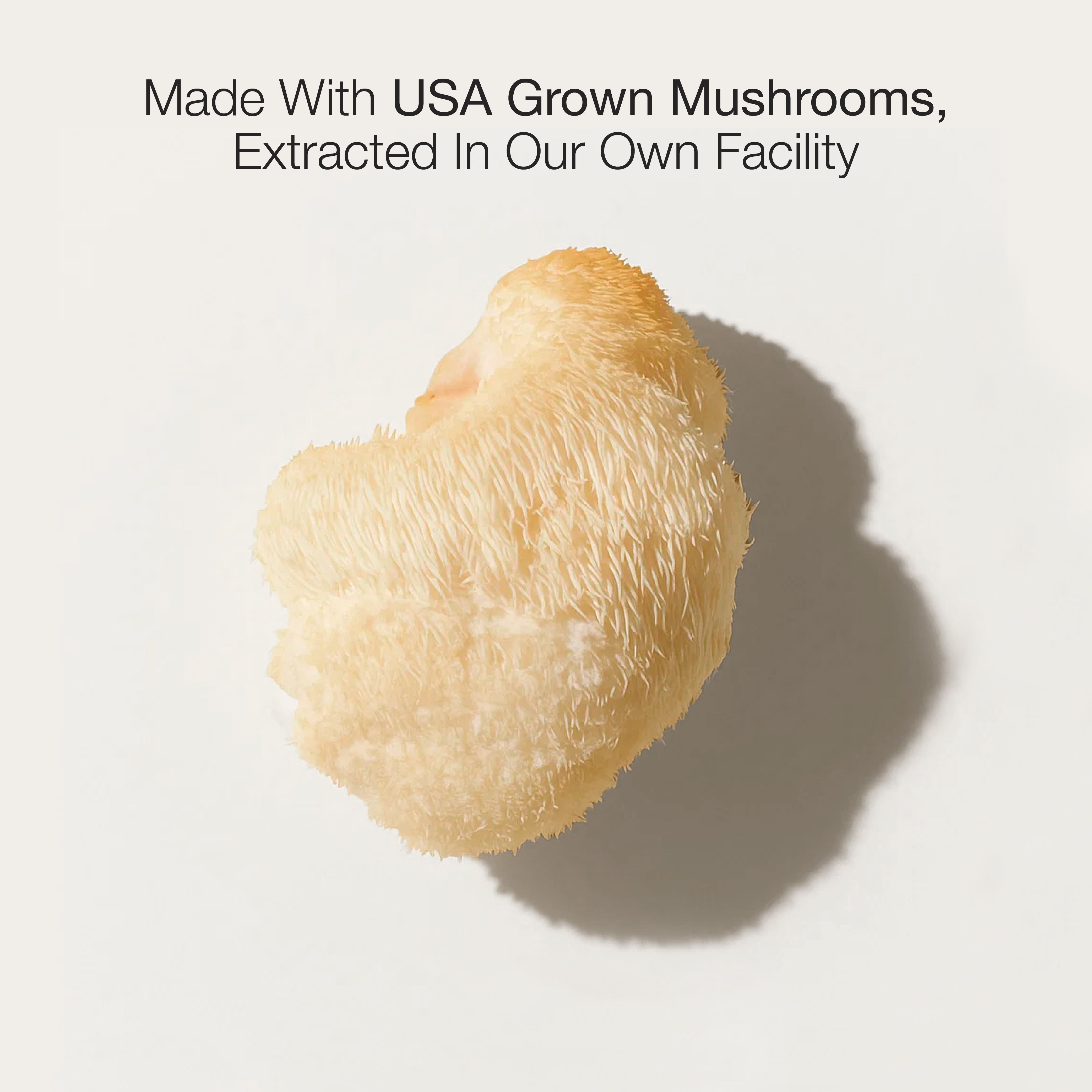 Lion's Mane Mushroom Extract
