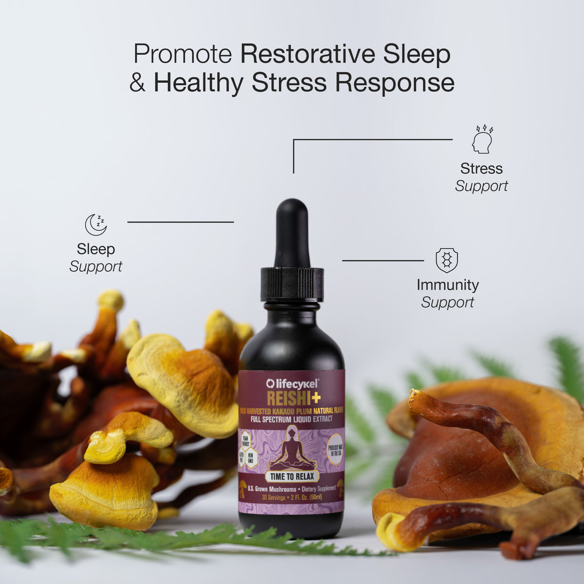 Lion's Mane & Reishi for Enhanced Sleep & Relaxation – Lifecykel UK
